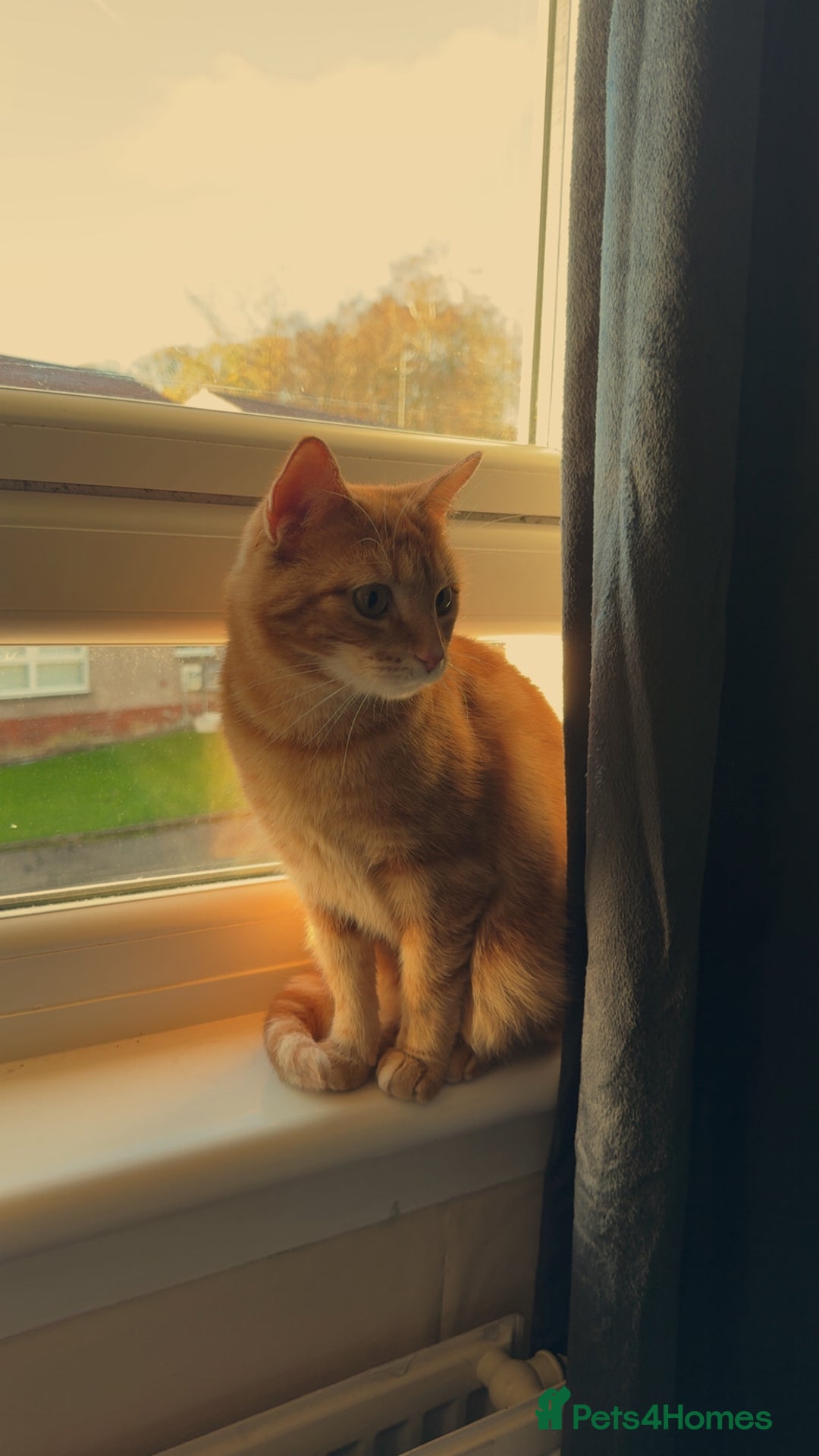 Mixed Breed cats for sale: Pumpkin - Advert 3