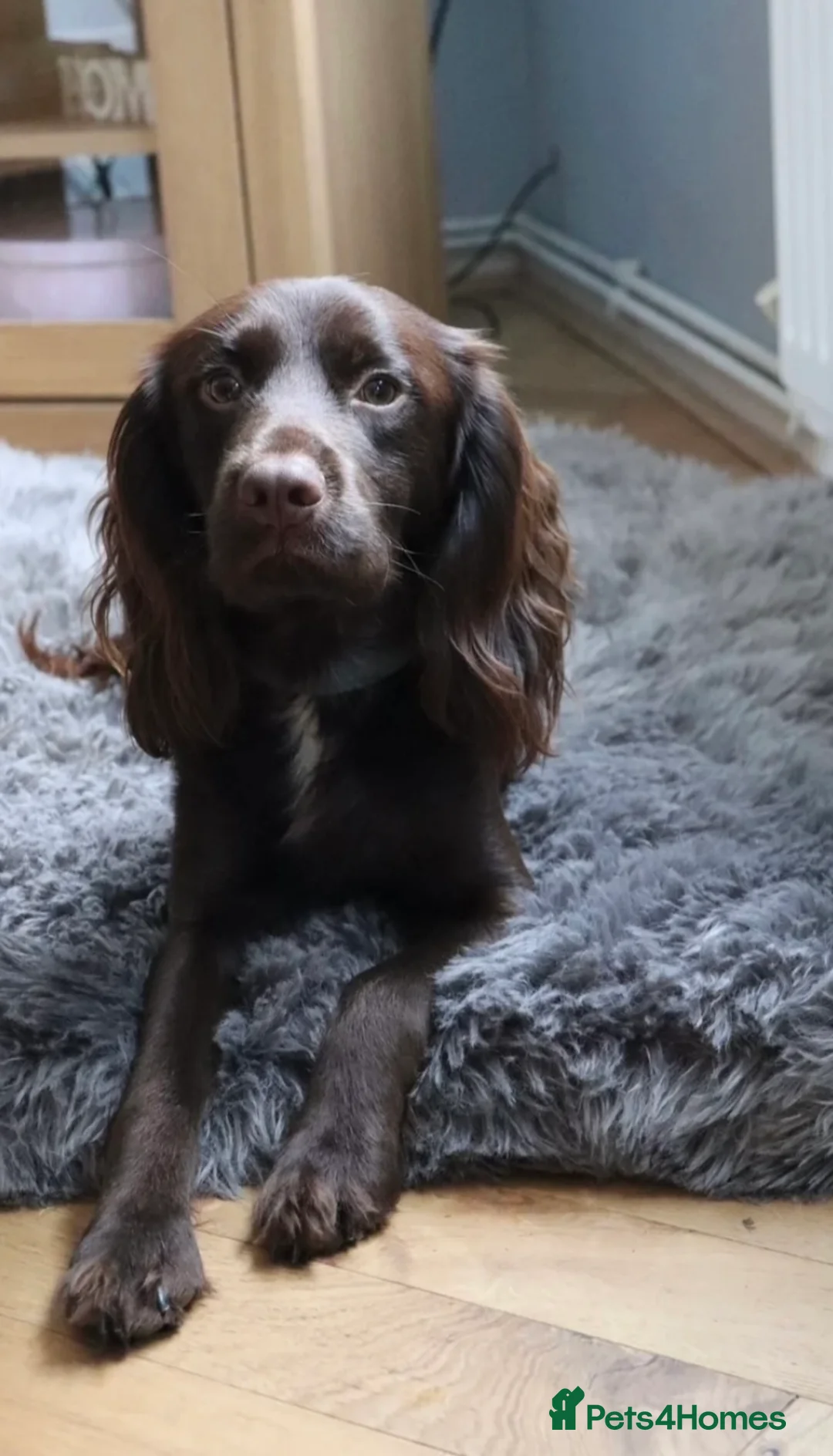 Cocker Spaniel dogs for stud: Proven KC registered cocker for stud - Advert 2