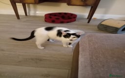 Domestic Shorthair cats for sale: Fluffy kittens  - Image 9