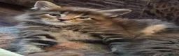 Maine Coon cats for sale: Maine coon pedigree kittens  - Advert 7