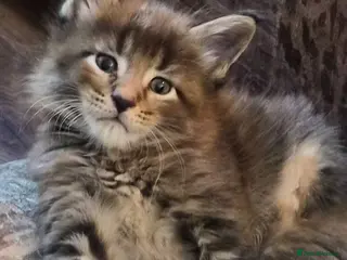 Maine Coon cats Maine coon pedigree kittens - Advert 14