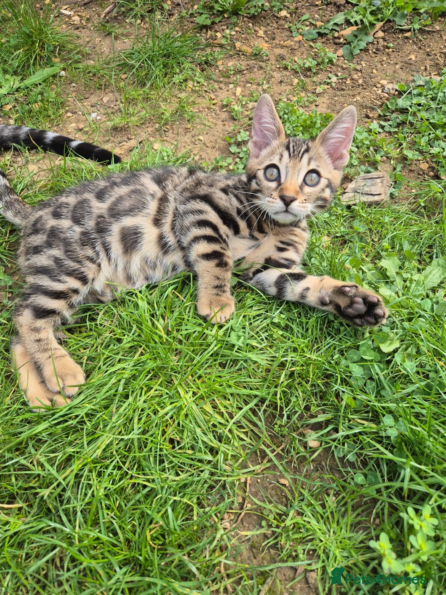 Bengal cats Brown Charcoal Bengals – Girl & Boy – Reserve🥰 - Advert 2