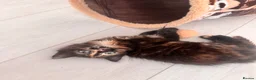 Mixed Breed cats for sale: Beautiful Mixed Breed Fluffy Kitten For Sale - Advert 9