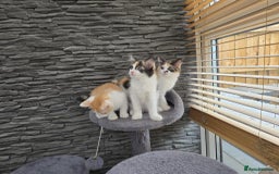 Mixed Breed cats for sale: Beautiful kittens - Image 23