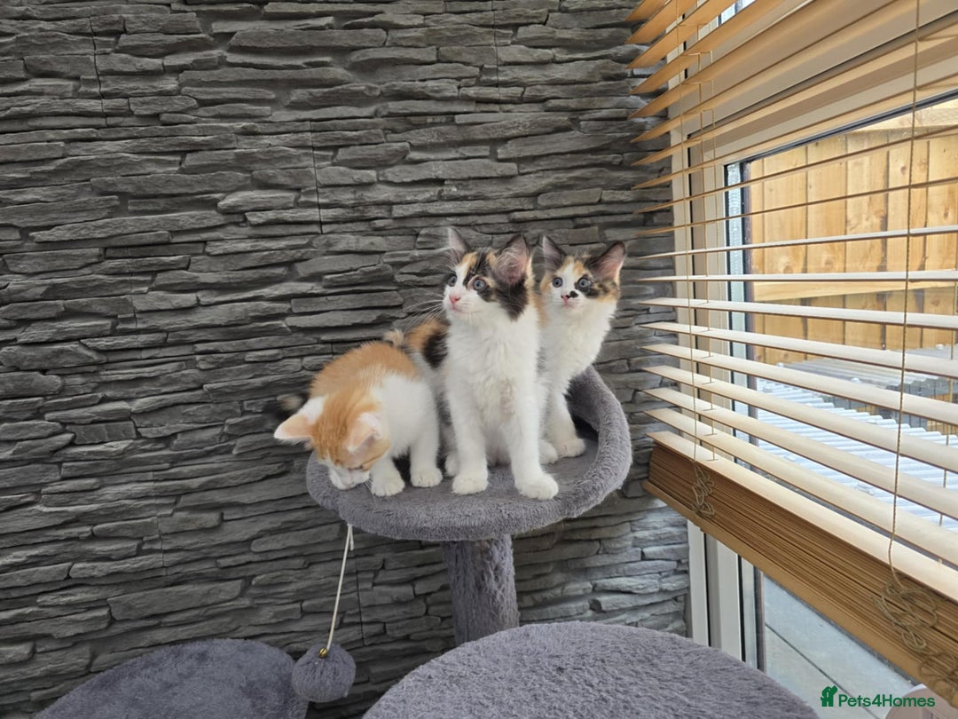 Mixed Breed cats for sale: Beautiful kittens - Image 23