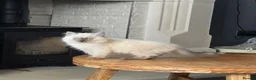 Siberian cats for sale: Siberian kittens 2 boys - Advert 4