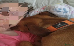 Mixed Breed dogs for adoption: MYRTLE - 6 months old, Girl Pup, Mixed Breed - Image 7