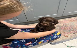 Cocker Spaniel dogs for sale: Kc reg, working bred cocker spaniels - Image 5