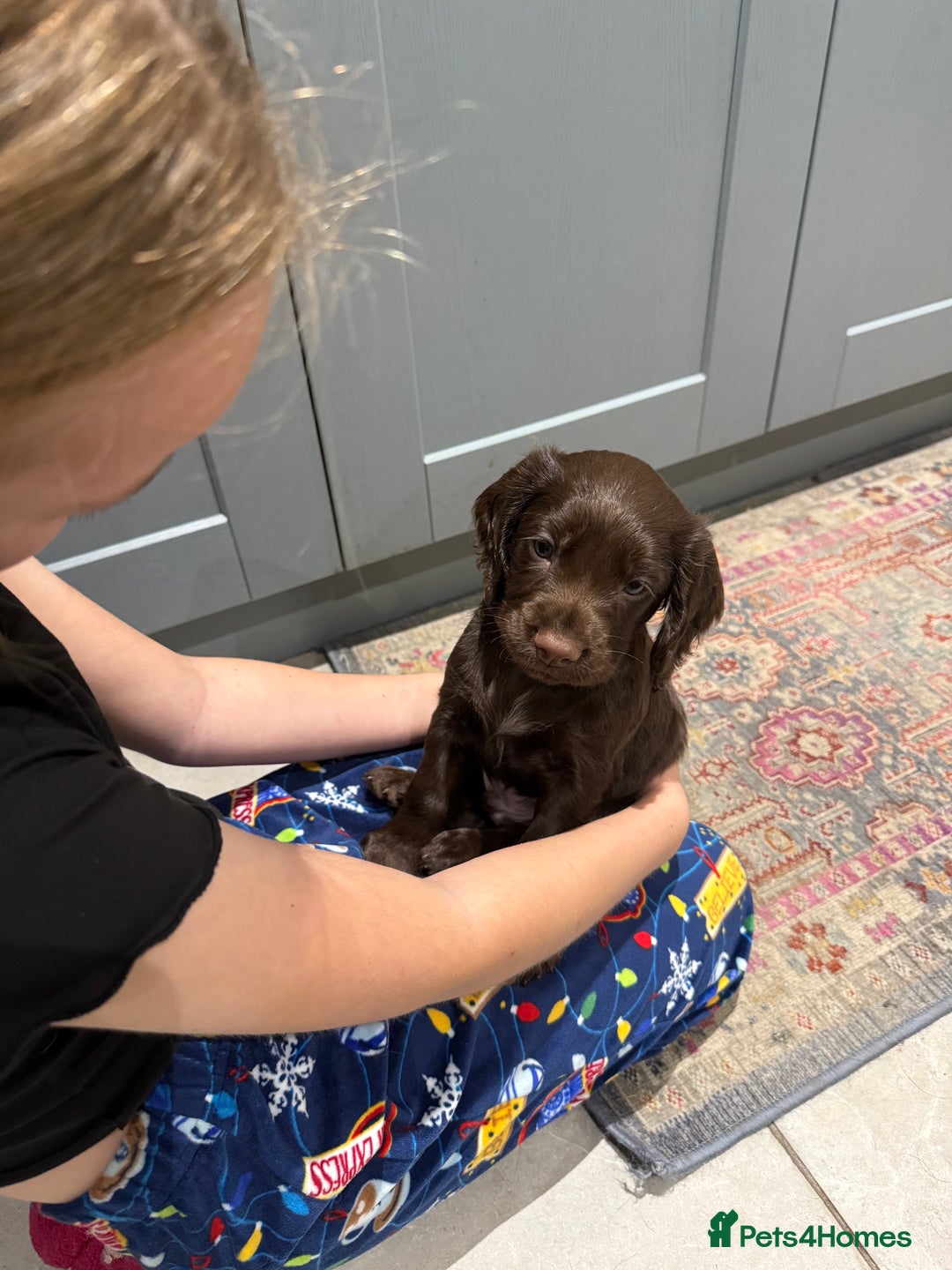 Cocker Spaniel dogs for sale: Kc reg, working bred cocker spaniels - Image 5