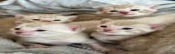 Bengal cats for sale: Albino & Snow Lynx Bengal Kittens, TICA Regs - Advert 17