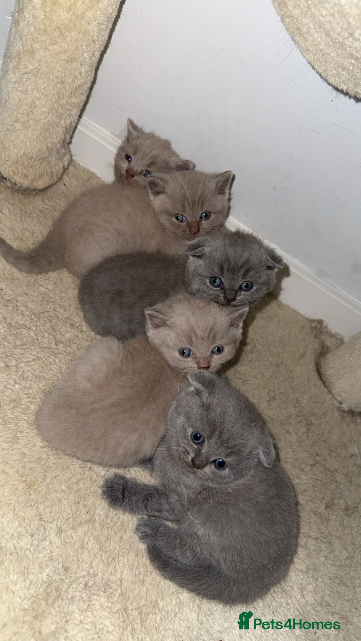 Scottish Fold cats Beautiful scottishfold/Scottish straight kittens🥰 - Advert 1