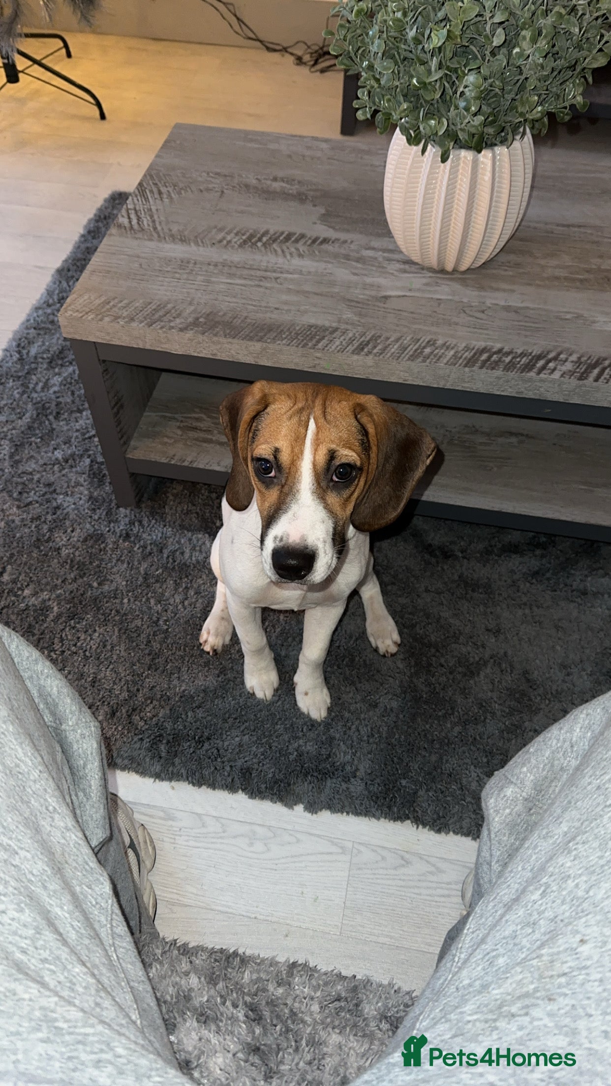 Beagle dogs 6 Month Old Pure Breed Beagle - Advert 1