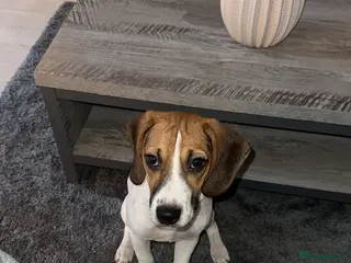Beagle dogs 6 Month Old Pure Breed Beagle - Advert 2