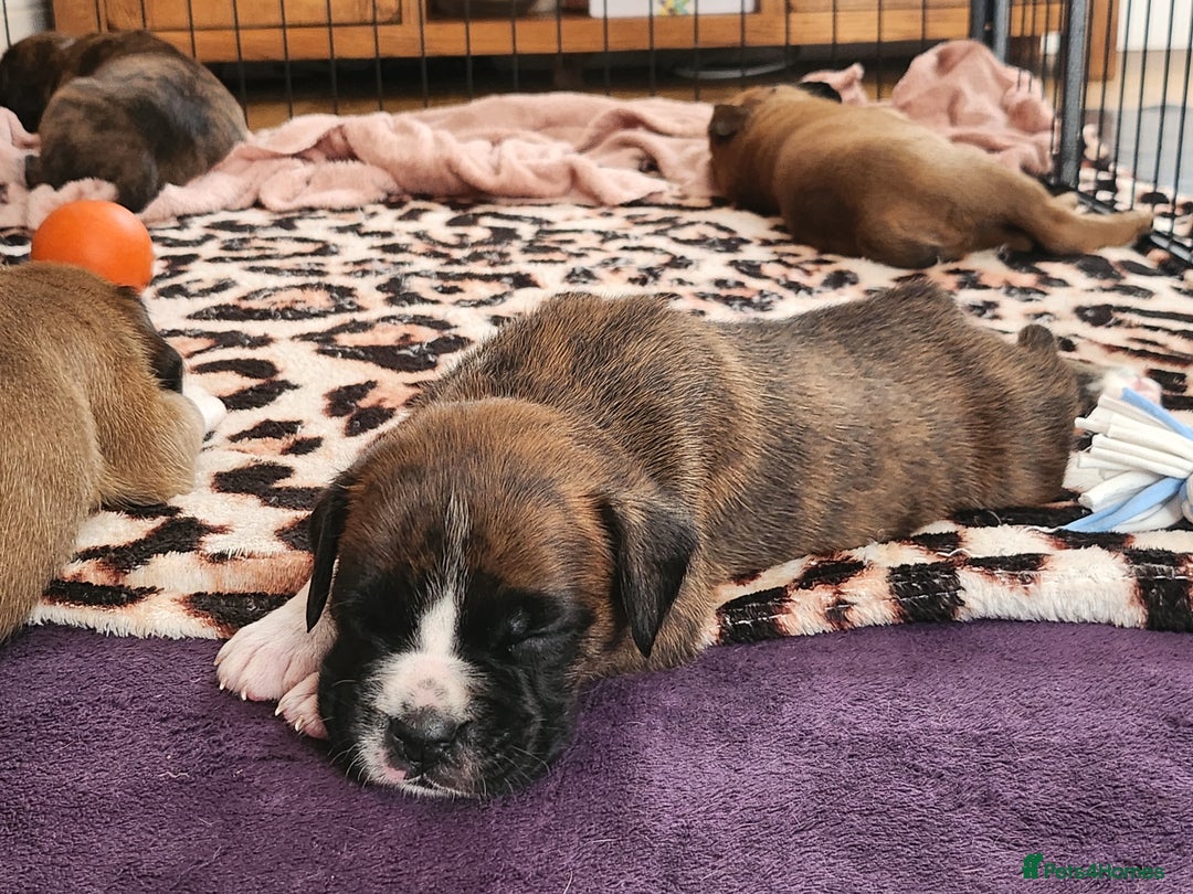 Boxer dogs for sale: 🌟🩷COI 0.5% KC REG BOBTAIL GIRL🩷🌟 - Image 28