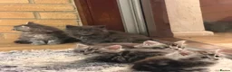 Maine Coon cats for sale: Maine Coon kittens - Advert 30