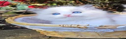 Ragdoll cats for sale: Ragdoll kittens  - Advert 6