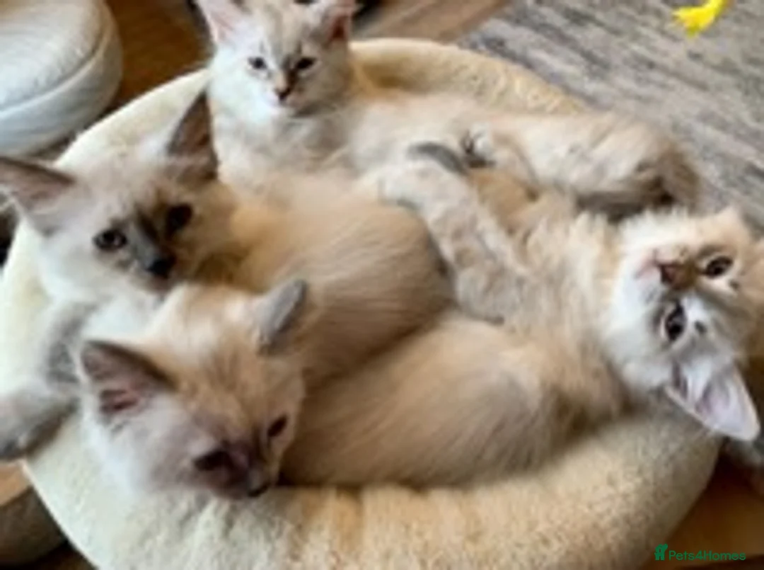 Siberian cats for stud: Siberian Neva Masquerade Available For Stud in Leeds - Advert 11