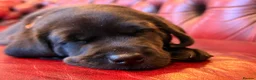 Labrador Retriever dogs for sale: Black Labradors: Raised in our loving family home - Advert 14