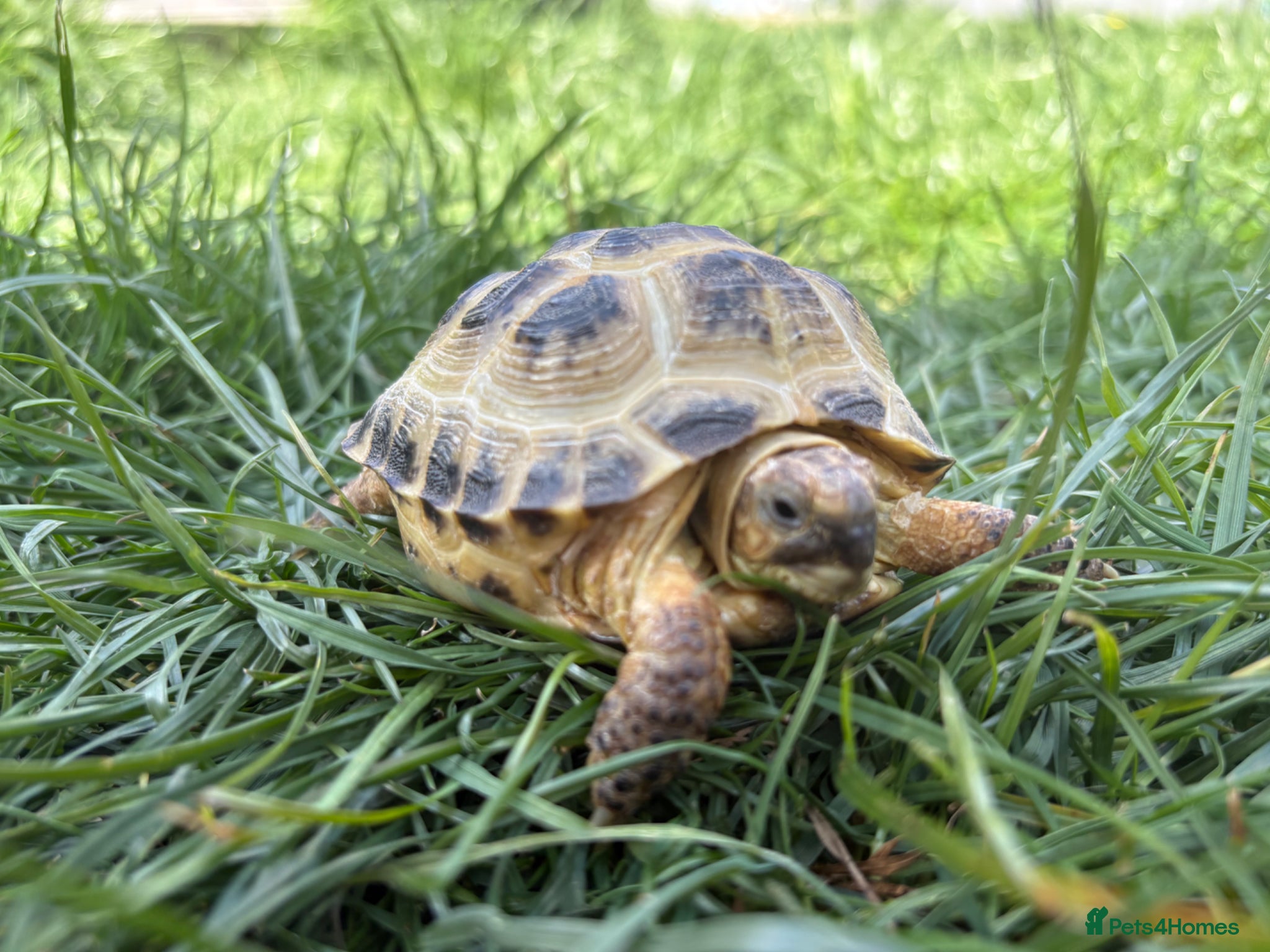 Hermann Tortoise reptiles Male Tortoise  - Advert 1