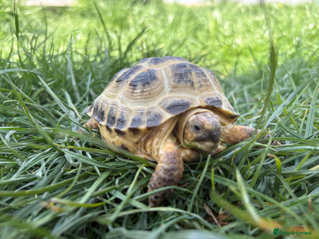 Hermann Tortoise reptiles for sale: Male Tortoise  in Bedford - Advert 1