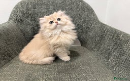 British Longhair cats for sale: Golden and Blue golden British longhairs - Image 5