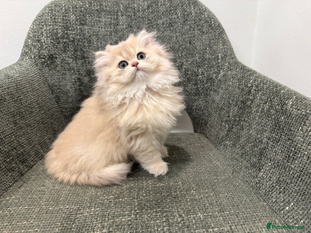 British Longhair cats for sale: Golden and Blue golden British longhairs - Image 5