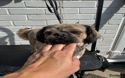 Shih Tzu dogs for sale: Standard size shihtzu pups  - Image 15