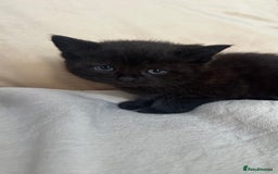 Mixed Breed cats for sale: Scottish fold mixed breed - Image 7