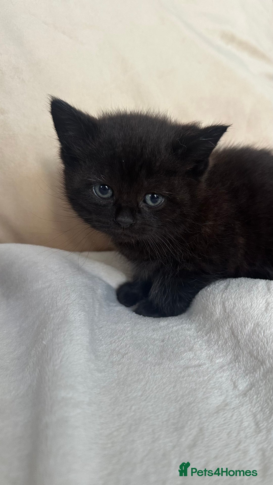 Mixed Breed cats for sale: Scottish fold mixed breed - Image 7