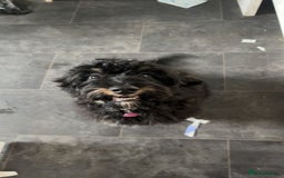 Cockapoo dogs for sale: Puppy need loving home  - Image 1