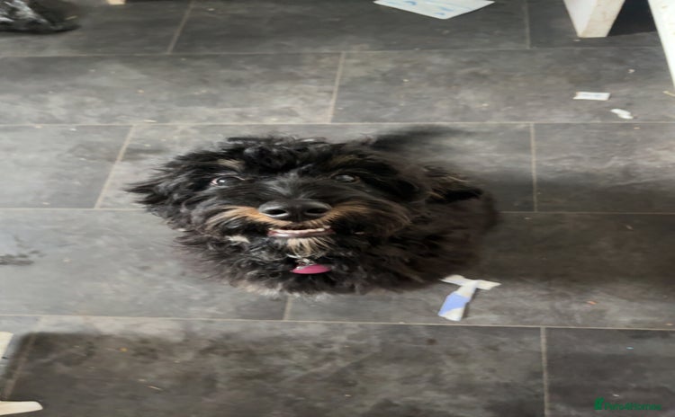 Cockapoo dogs for sale - Advert 1