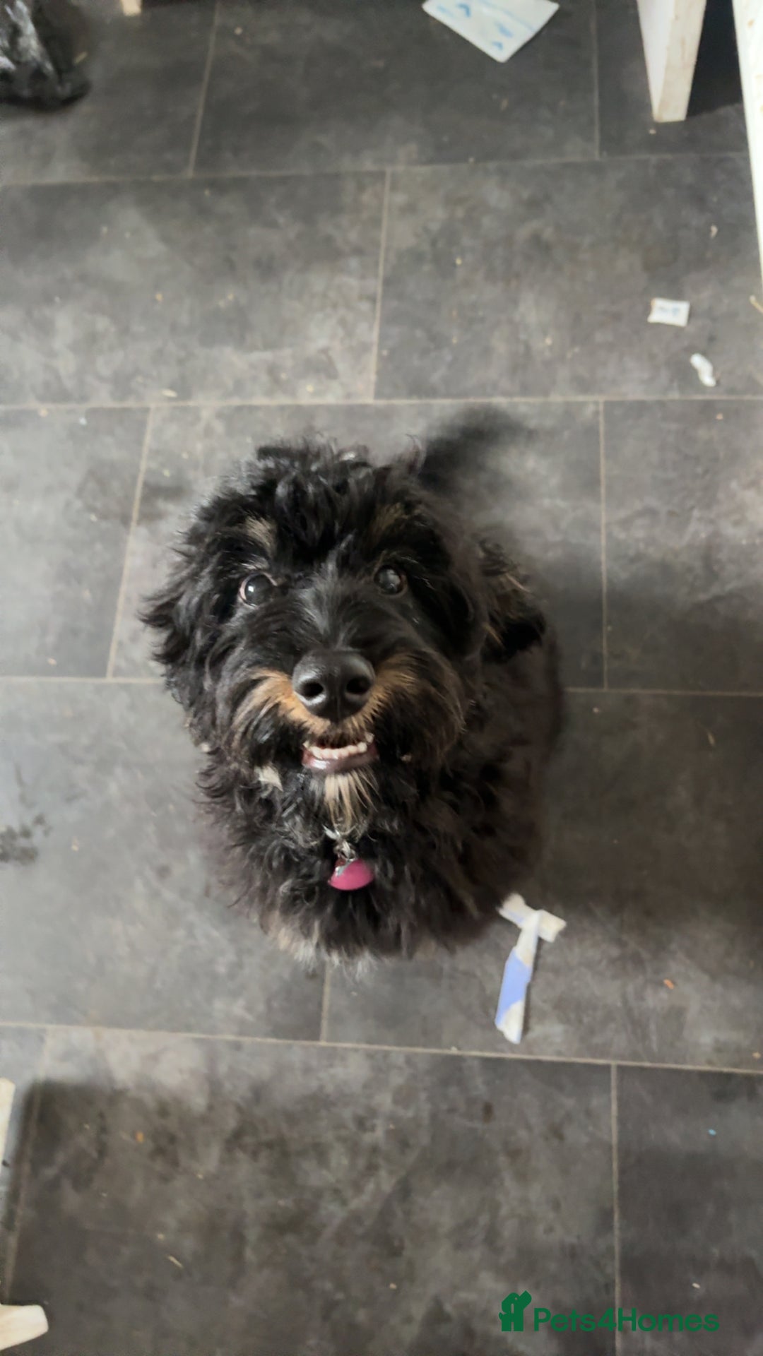 Cockapoo dogs for sale: Puppy need loving home  - Image 1