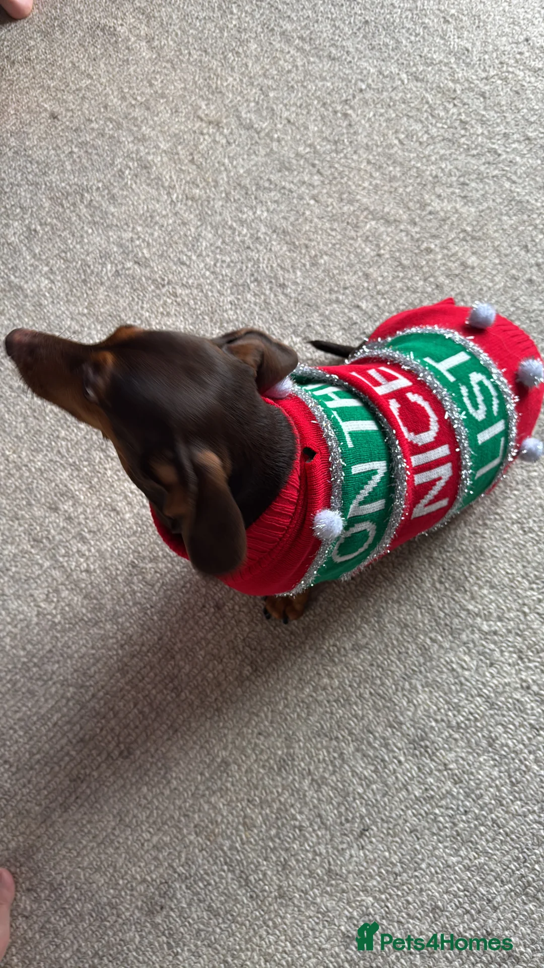 Dachshund dogs for sale: Miniature smooth haired dachshund - Advert 2