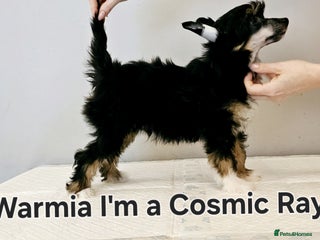 Chinese Crested dogs - Advert 1