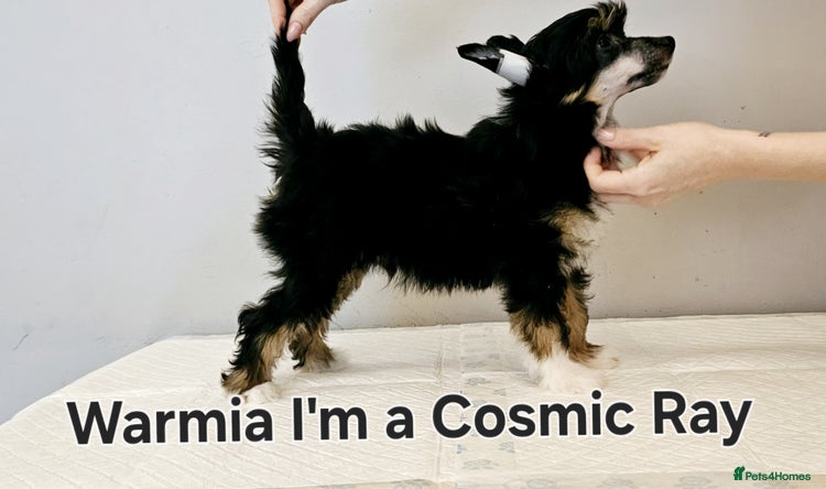 Chinese Crested dogs - Advert 1