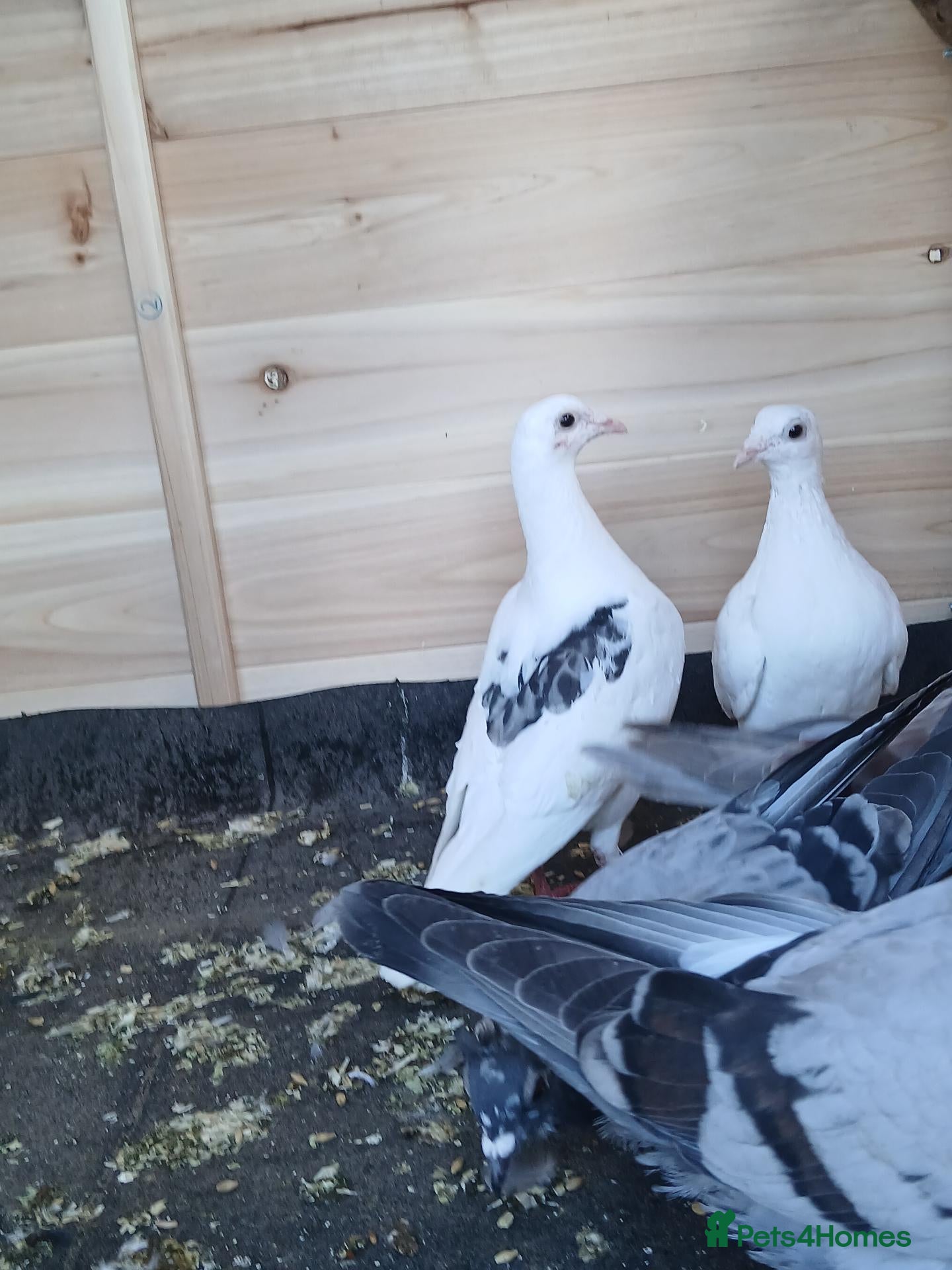 Pigeons birds young racing pigeons  - Advert 21