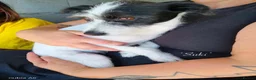 Mixed Breed dogs for adoption: Suki. 4 yrs old approx. Available for adoption  - Advert 4