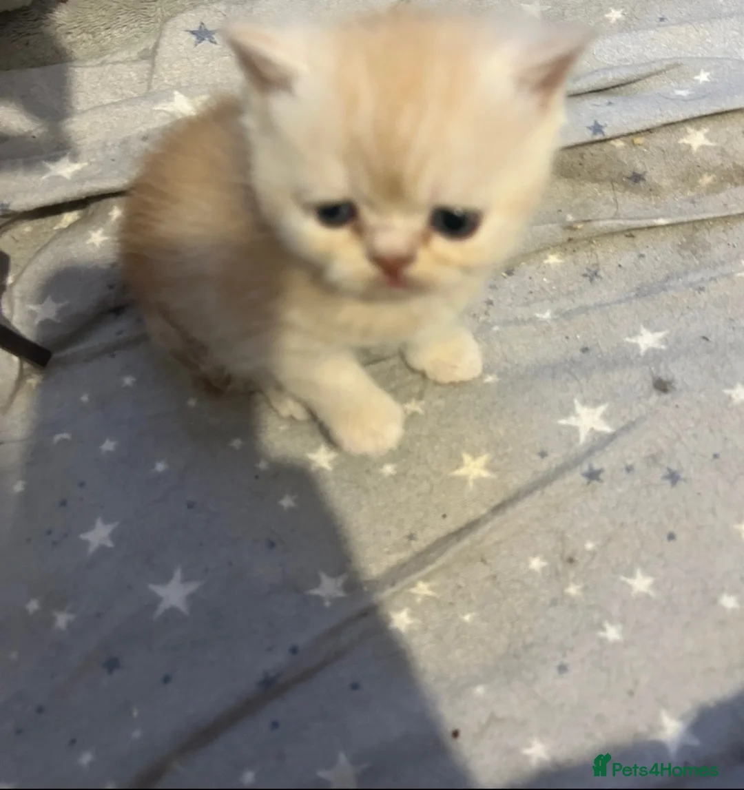Persian cats for sale: Beautiful Persian baby’s  - Advert 3