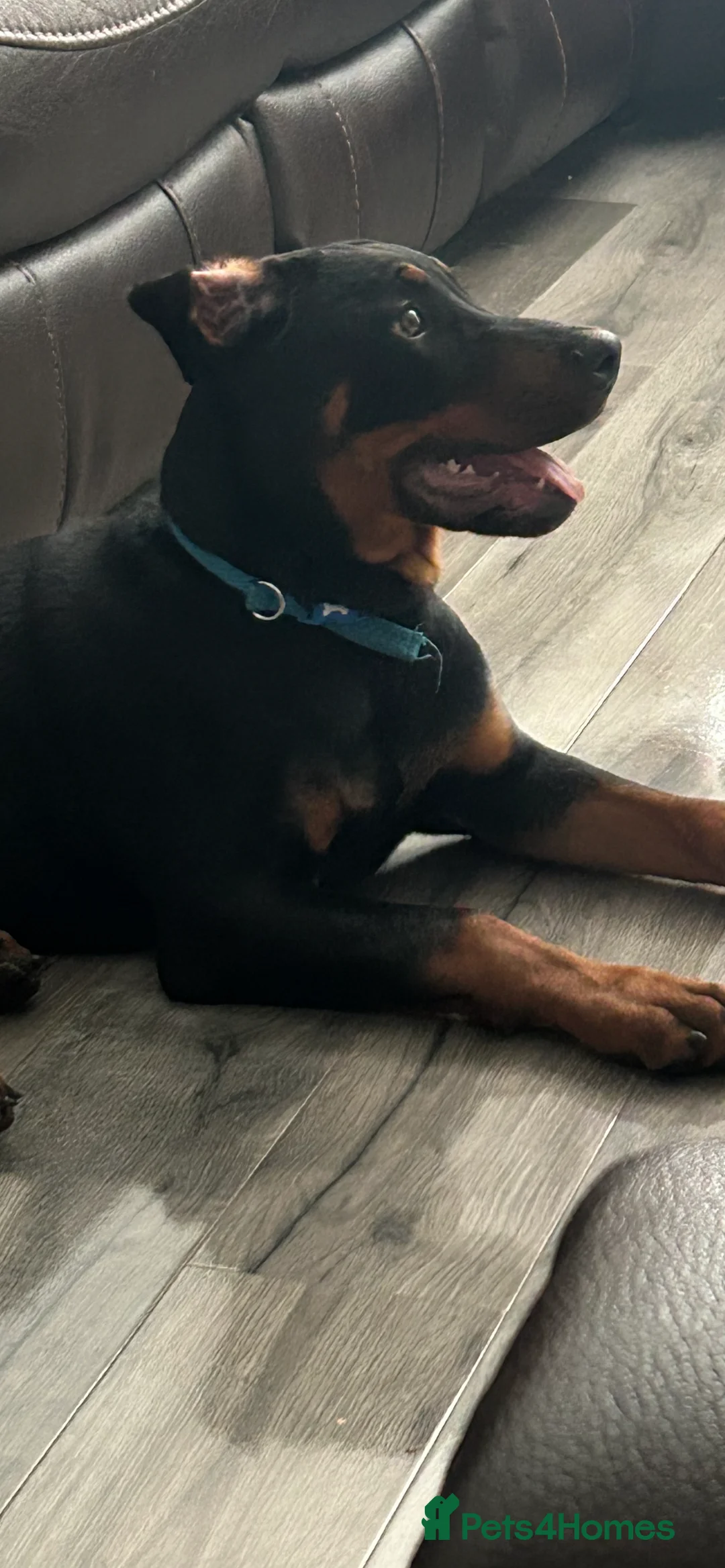 Dobermann dogs for sale: BEAR Rottweiler cross Doberman 💙 - Advert 10