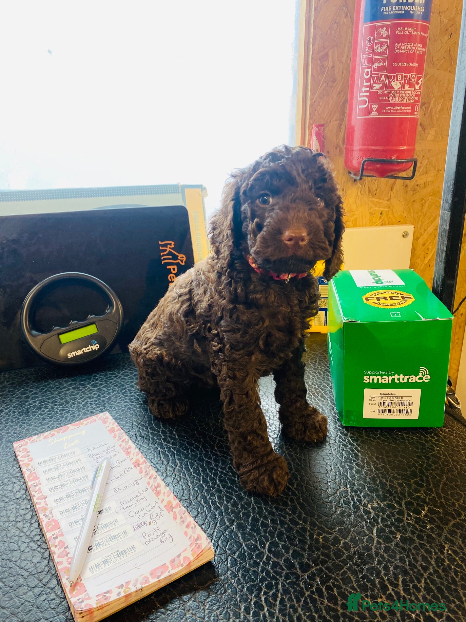 Cockapoo dogs Stunning Chocolate Show Cockapoo pups - Advert 5