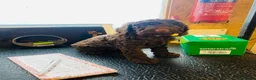 Cockapoo dogs for sale: Stunning Chocolate Show Cockapoo pups - Advert 1