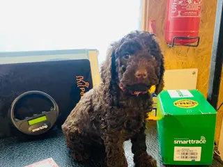 Cockapoo dogs Stunning Chocolate Show Cockapoo pups - Advert 5