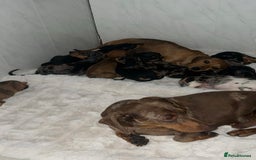 Dachshund dogs for sale: Adorable dachshund puppies ready for loving homes - Image 20