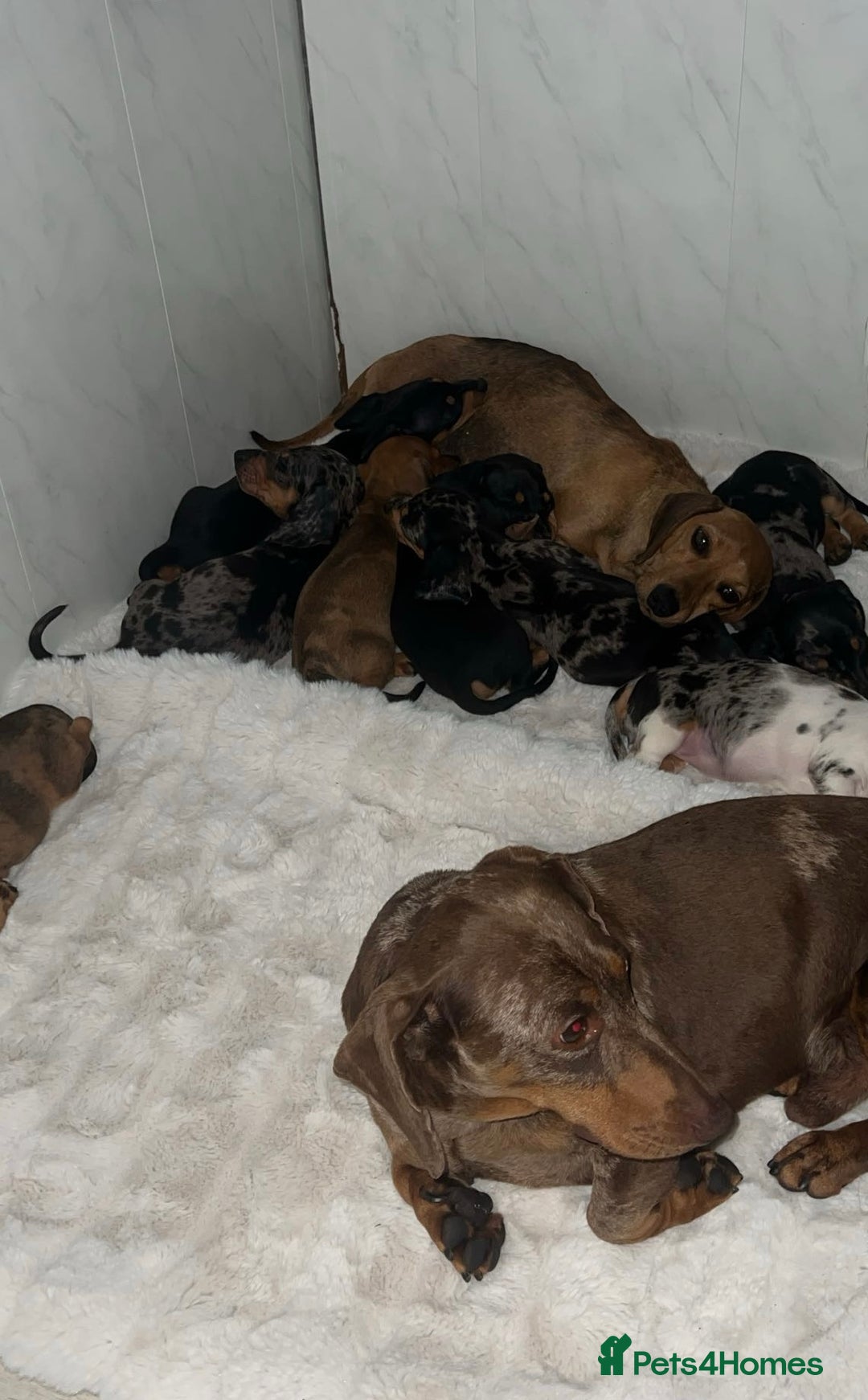 Dachshund dogs for sale: Adorable dachshund puppies ready for loving homes - Image 20