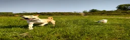 Mixed Breed dogs for sale: Bonnie in Elland - Advert 9