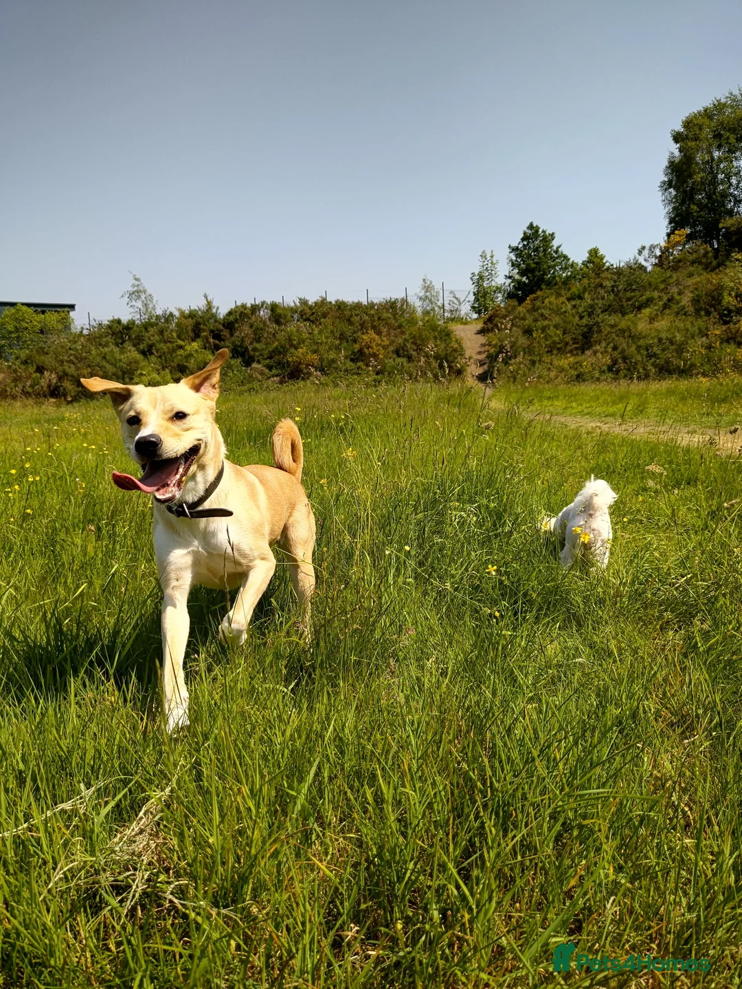 Mixed Breed dogs for sale: Bonnie in Elland - Advert 9