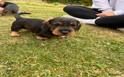 Dachshund dogs for sale: Wire haired dachshund puppies - Image 8