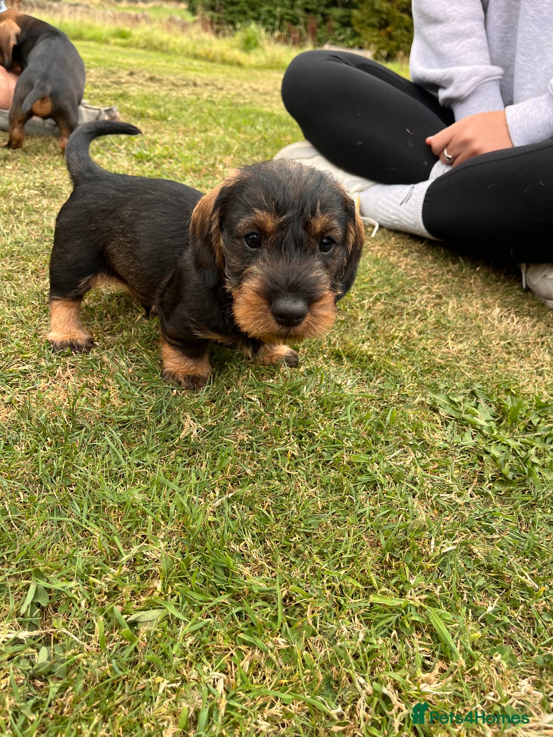 Dachshund dogs for sale: Wire haired dachshund puppies - Image 8
