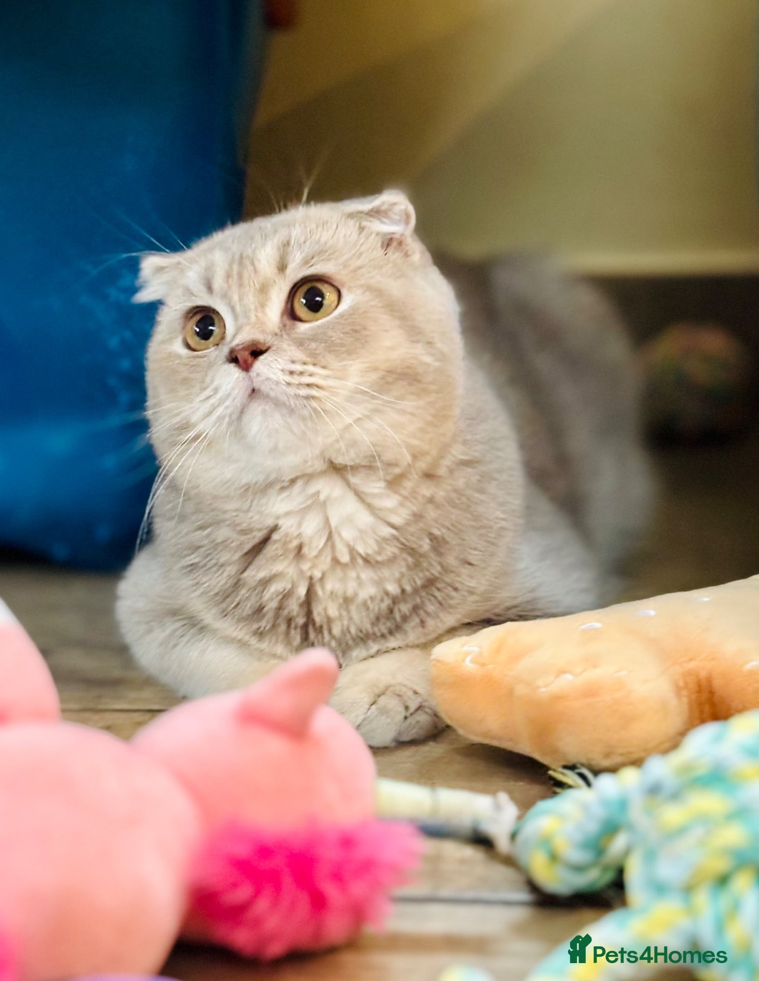 Scottish Fold cats Pedigree Adorable Scottish Fold Kittens  - Advert 10