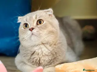 Scottish Fold cats Pedigree Adorable Scottish Fold Kittens - Advert 10